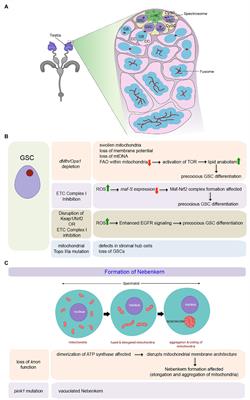 Mitochondrial Control of Stem Cell State and Fate: Lessons From Drosophila